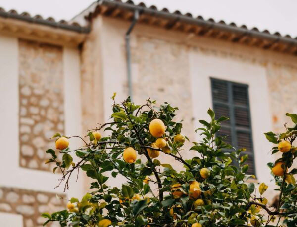 MALLORCA Port de Sóller hotspots restaurants travel inspiration