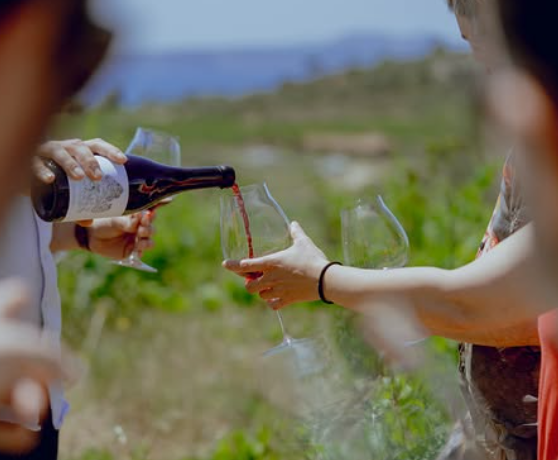 Wijnhuizen Celler Spelt Costa Brava HOLASPAIN