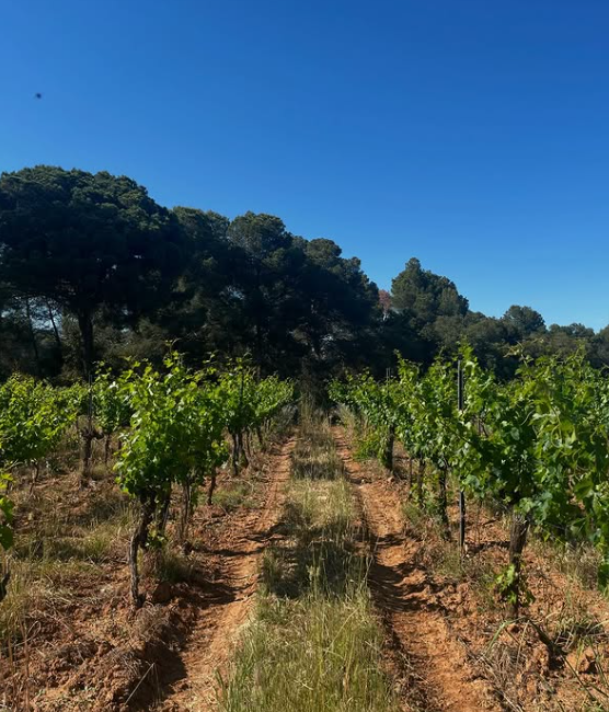 Wijnhuizen MAS OLLER Costa Brava HOLASPAIN